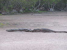 American crocodile (left) and an American alligator (right) at a dry sand pond in the Everglades, Florida. American crocodiles and alligators are usually very tolerant of one another in places where they co-exist. However, they sometimes compete with each other for food and other resources. Crocodile and Gator at Mrazek Pond (2), EVER, NPSPhoto, SCotrell, 4-2011 (9255694189).jpg