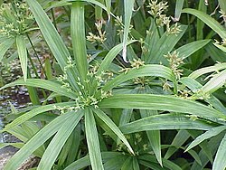 Cyperus albostriatus