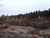 Spätherbstliche Stimmung im Naturentwicklungsgebiet Zwarte Berg