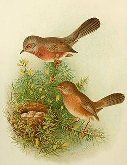 Dartford Warbler Grönvold