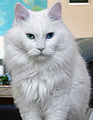 緑色と青色の眼を持った長毛種の猫