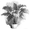 Die Gartenlaube (1884) b 347_2.jpg Fig. 4. Philodendron bipinnatifidum