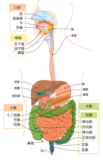 Digestive system diagram zh-hans.svg