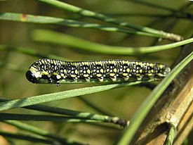 Täplämäntypistiäinen (Diprion similis) toukka