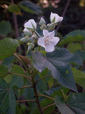 Image illustrative de l’article Phytothérapie à La Réunion