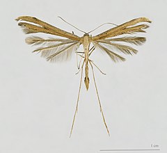 Emmelina monodactyla MHNT.jpg