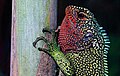 May 16: A male Enyalioides rubrigularis lizard.