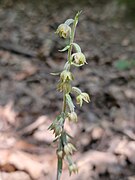 Epipactis microphylla