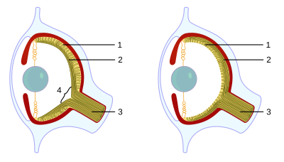 In the vertebrate example, 4 represents the blind spot, which is notably absent from the octopus eye. In vertebrates, 1 represents the retina and 2 is the nerve fibers, including the optic nerve (3), whereas in the octopus eye, 1 and 2 represent the nerve fibers and retina respectively.