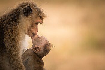 Samice makaka bandara (Macaca sinica) s mládětem