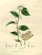 Anchietea pyrifolia (sin. Noisettia pyrifolia)