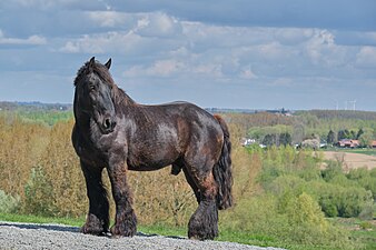 Zwart Belgisch Trekpaard