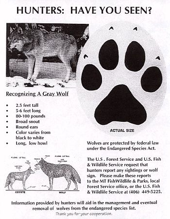 Gray wolf endangered species sheet
