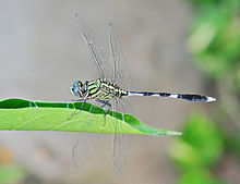 Green Marsh Hawk (Orthetrum sabina), Burdwan, West Bengal, India 22 09 2012.JPG