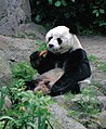 Məşhur panda - Bao Bao
