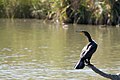 Un cormorano nella riserva