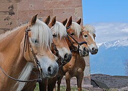 Haflinger