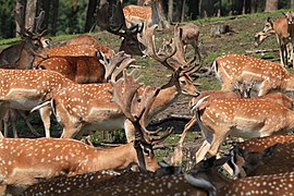 Le Daim européen (Dama dama), utilisé par les Romains comme source de viande ou comme animal d'agrément (en).