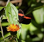 Heliconius erato hydara