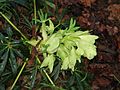 Helleborus foetidus flower buds