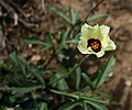 Hibiscus pusillus