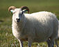 Исландские овцы летом 06.jpg