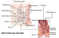 Illu intestine.jpg