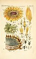 Illustratio systematis sexualis Linnaeani中的向日葵插畫。