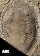 The Ordovician trilobite Isotelus, found in Wisconsin.