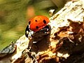 Hétpettyes katicabogár (Coccinella septempunctata)