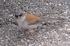 Junco phaeonotus MtLemmon.jpg