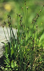 Miniatura para Juncus drummondii