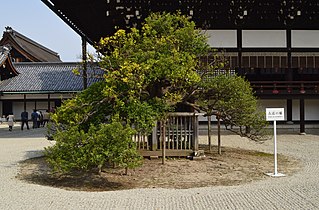 Ukon no tachibana -puu