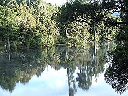 Lake Brunner Walk 1.jpg