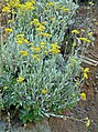 3 irgendwo und irgendwie als Achillea clypeolata