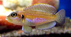 240px-Lamprologus_ocellatus.jpg