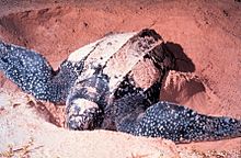 A leatherback sea turtle digging in the sand