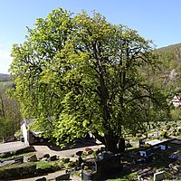 Rosskastanie (Aesculus hippocastanum) am Böhring'schen Grab