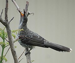 Littlewattlebird3.jpg