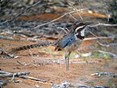 Long-tailed ground roller