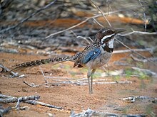 A bird, brown overall with blue on its wings and a white chin, looks right with its long tail pointed straight back while standing in reddish-brown sand in a thicket.