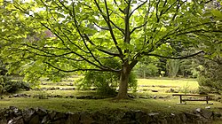 Magnolie v centrální části arboreta FLD ČZU