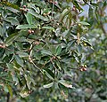 leaves & fruit at Samsing in Darjeeling district of West Bengal, India.