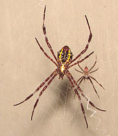 Female (left) and male (right) Argiope appensa, displaying typical sexual differences in spiders, with dramatically smaller males Male and female A. appensa.jpg