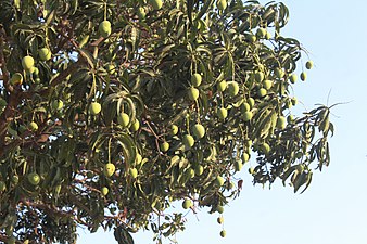 Green Mangoes