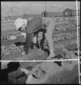 Dorothea Langeová: Evakuovaní občané pracují na svých "hobby zahrádkách" o velikosti 25x130 cm, na kterých pěstují zeleninu pro vlastní potřebu, Relokační centrum Manzanar, Kalifornie, 1942