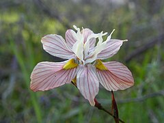 Flor de Moraea gawleri.