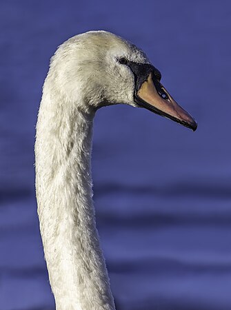 图为疣鼻天鹅的肖像，背景为英格兰波尼斯-温德米尔的温德米尔湖。