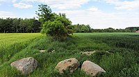 Weideparzelle mit Blockstreuung von Findlingen