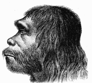 English: First reconstruction of Neanderthal m...